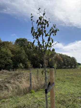 Foto treephoto-anu1blw6fgkwt8x8kfd6g79w.jpeg
