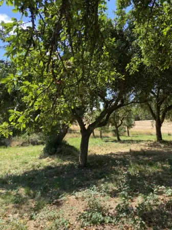 Foto treephoto-djiyj5jobtsfg0myu7o7emj5.jpeg