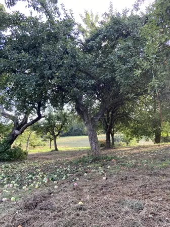 Foto treephoto-dz30sav2e6o107t2tqwdsgck.jpeg
