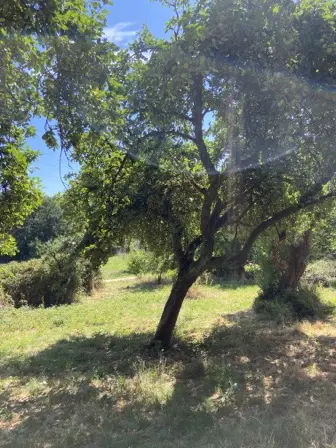Foto treephoto-fq63gixjuuklppyx2u6fs939.jpeg