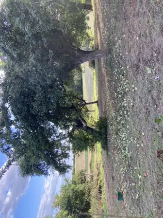 Foto treephoto-hu1y5b09yej3zxzwf1p2rjr1.jpeg