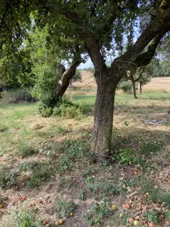 Foto treephoto-k6emwd97v98kr0hbro97qv11.jpeg
