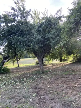 Foto treephoto-lyd86kslym0yyxgeckasrxle.jpeg