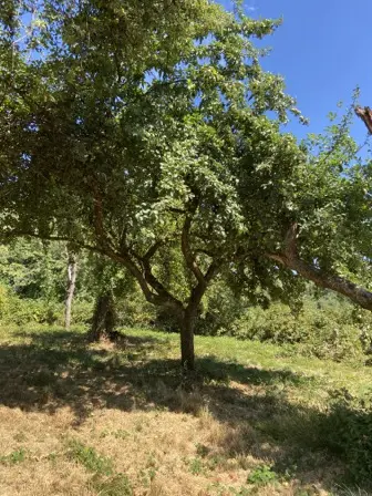 Foto treephoto-oh2okyp8pb05be9gxsw3dujn.jpeg