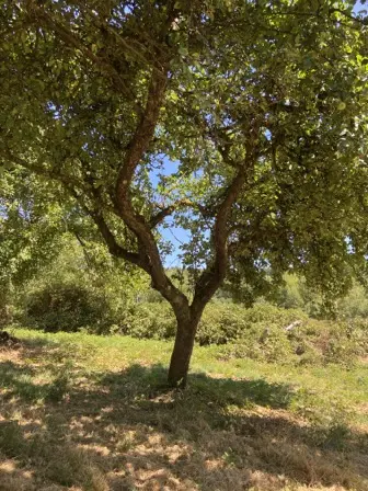Foto treephoto-pw5rc9byv943e15fkqd6qyyv.jpeg
