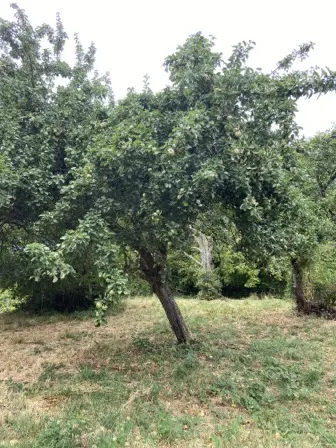 Foto treephoto-qqywgxl3qtrwglsh5r7akdxi.jpeg