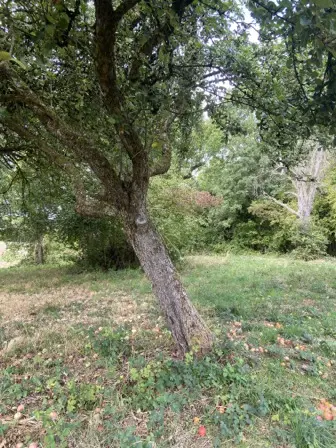 Foto treephoto-w69zfp1vyooxw1nqaeoyke78.jpeg