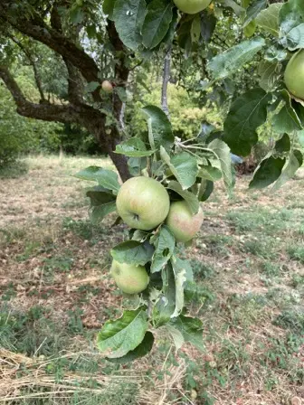Foto treephoto-wazd7538sz208p335c7ip1io.jpeg