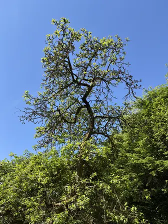 Foto treephoto-etxzfqu1ex46p9adyyunyewu.jpeg