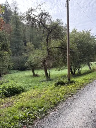 Foto treephoto-gxvv7wi0e3gtagp0o22an4jg.jpeg