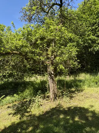 Foto treephoto-hl3gb452gn6zspt4tn3uiz1a.jpeg