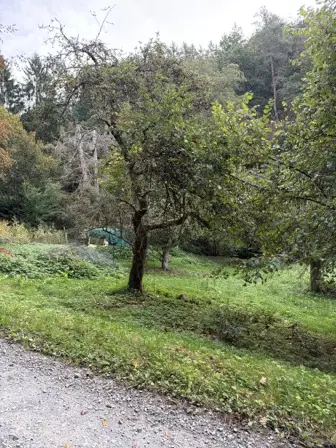 Foto treephoto-j62h4sdxzhkfy5zwnaaoou12.jpeg