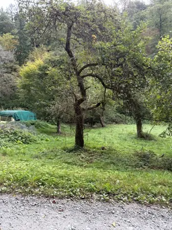 Foto treephoto-k2yvdkrcs2xr7pmokbqrzww2.jpeg