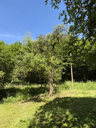 Foto treephoto-pdyd73gb0bu74msjnxiy147o.jpeg