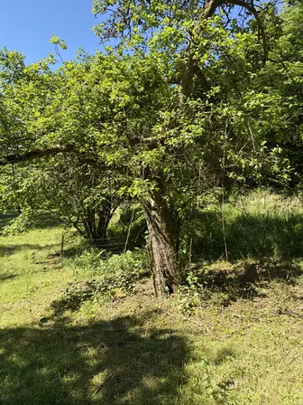 Foto treephoto-rwlf2i18uwbe4c4b065fta5v.jpeg