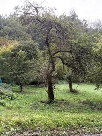 Foto treephoto-swei4c787jrdnzixfhprtudq.jpeg