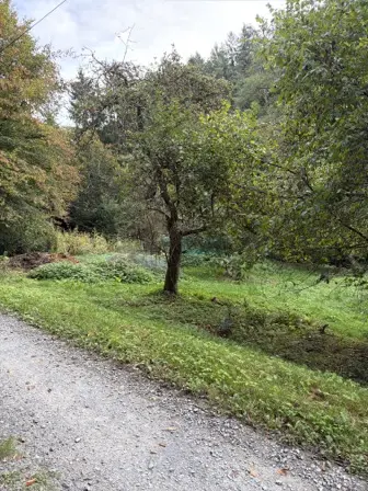 Foto treephoto-tyyxcnv6zkkmb3848nhghubd.jpeg