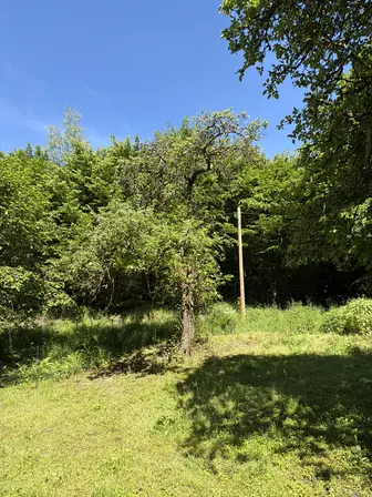 Foto treephoto-x2w6i1ioro2clp7bje43z8i4.jpeg