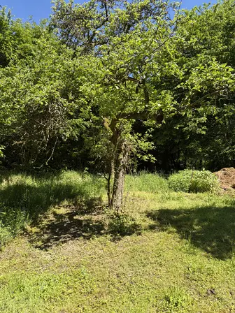 Foto treephoto-y6b9b0b1sfpdg0nt0jd6q5ki.jpeg