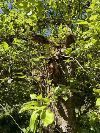 Foto treephoto-ybxyus4j12rzlbukbrdfk5qf.jpeg