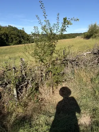 Foto treephoto-wcz8kza8dikwtcl1jrlizxfp.jpeg