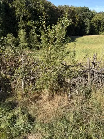 Foto treephoto-xyn5hzrokacenzxkko7j5o08.jpeg
