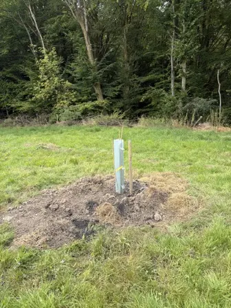 Foto treephoto-avcy8mxvcummvi2si1hogtop.jpeg