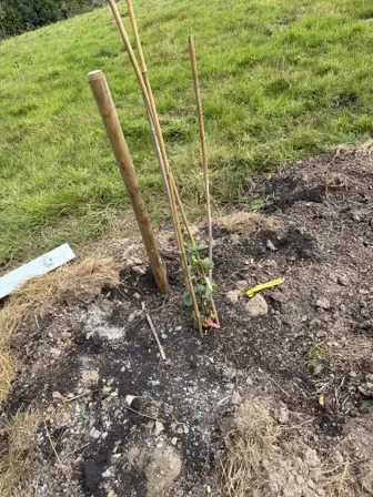Foto treephoto-ujjdxncs9e659e3vl24fzf75.jpeg