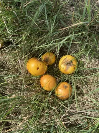 Foto treephoto-fa4m1yg7pwrjyhk12ysrpjmm.jpeg