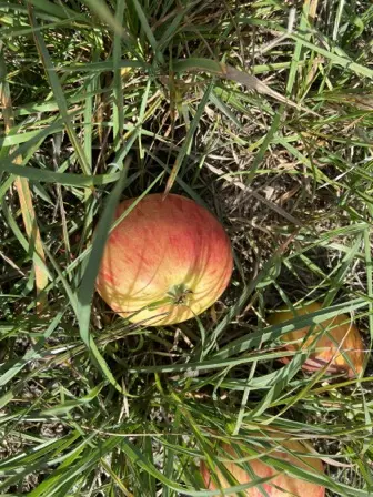 Foto treephoto-i9xlaio7tytxhmm6wzk71ndh.jpeg