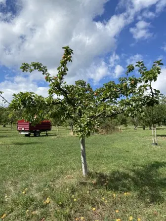 Foto treephoto-z4l7jr7h8ofybd6388sim5k3.jpeg