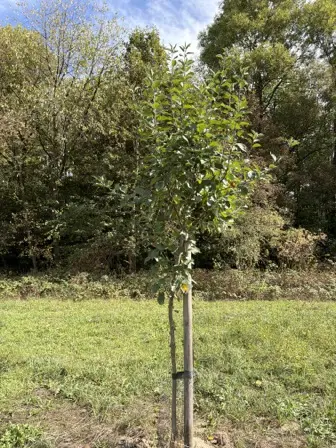 Foto treephoto-d67xop6y33hg2m05gymj8wuh.jpeg