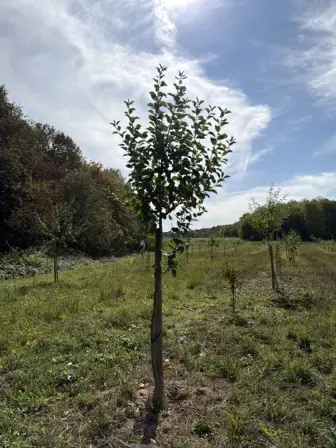 Foto treephoto-j3ic6ofboa831wlxcst6jytw.jpeg