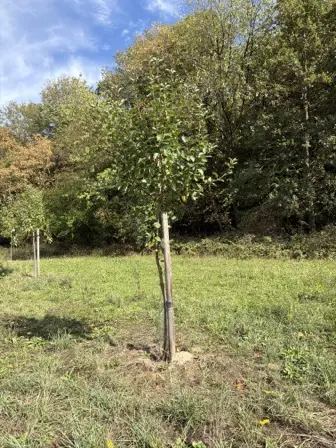Foto treephoto-tnp8wu3o843hggnpgxipkdbv.jpeg