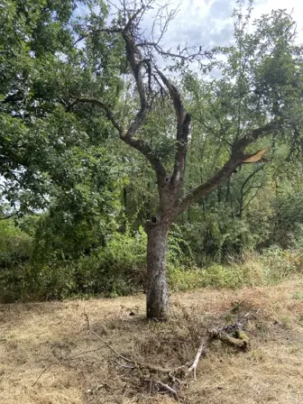 Foto treephoto-c1ljhcjoaqx6jm53ekwc6zen.jpeg