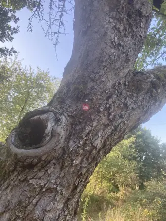 Foto treephoto-ek9f6h0iaoe4ef1tl9steygv.jpeg