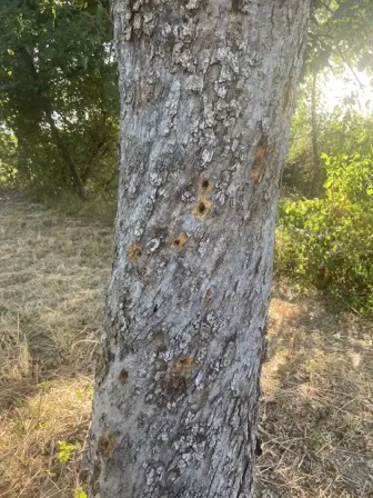 Foto treephoto-fe2bee32xsuzbbfmrbmtja3s.jpeg