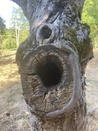 Foto treephoto-gorfb1ehz31szkl6j5qufodb.jpeg