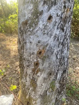 Foto treephoto-lp9jg5adrcpfwu7pyant0cr1.jpeg