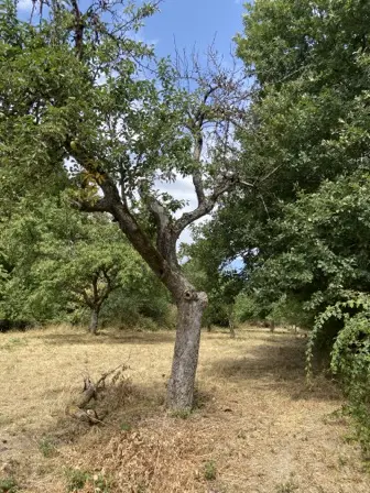 Foto treephoto-pe2zj0a2v2l1f3117vcd5iix.jpeg