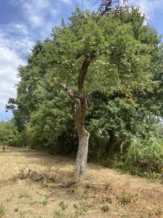 Foto treephoto-sizx8m6i071b8scj7n2dxy03.jpeg