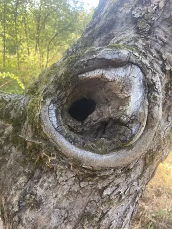 Foto treephoto-uab8vpjdtxw0l35r6scqzewc.jpeg