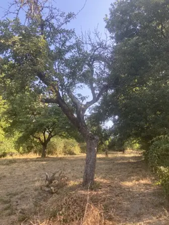 Foto treephoto-ue4u9meukqlx4tnmxutn068u.jpeg