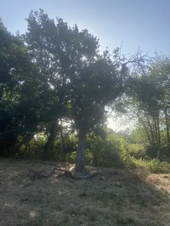 Foto treephoto-xunkqyiaz41cljq7cvf84xix.jpeg