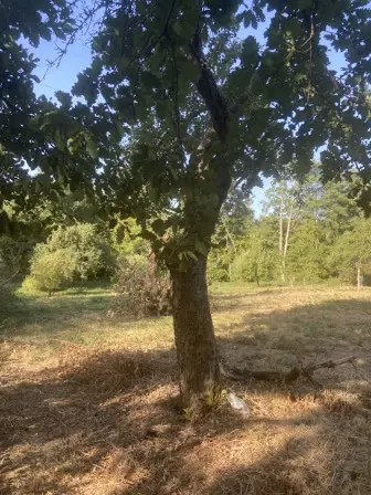 Foto treephoto-ztppa34gtgfhlcdocytugkh0.jpeg