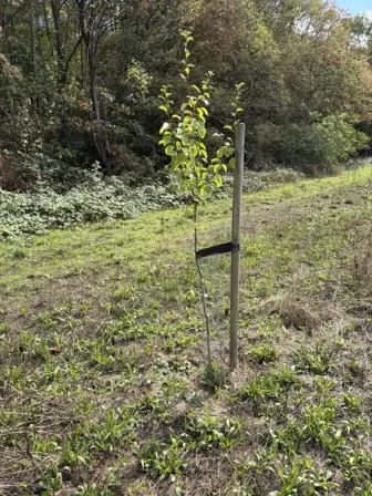 Foto treephoto-gg50bkbsmxe9lacsbz7oc8vi.jpeg