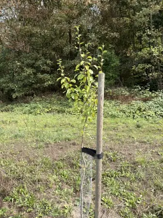 Foto treephoto-m1s1z3m62475c7oah0kkl3bp.jpeg