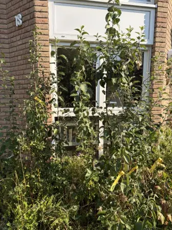 Foto treephoto-c4yoav2un5cwchti2tvvnkum.jpeg