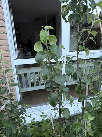 Foto treephoto-cuuyzka3hfppnfsamksx64oz.jpeg