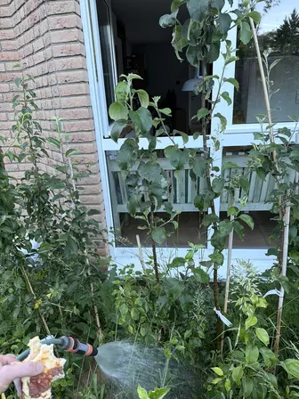 Foto treephoto-d2o9jjsl1v5z6k2uzodgwr5v.jpeg